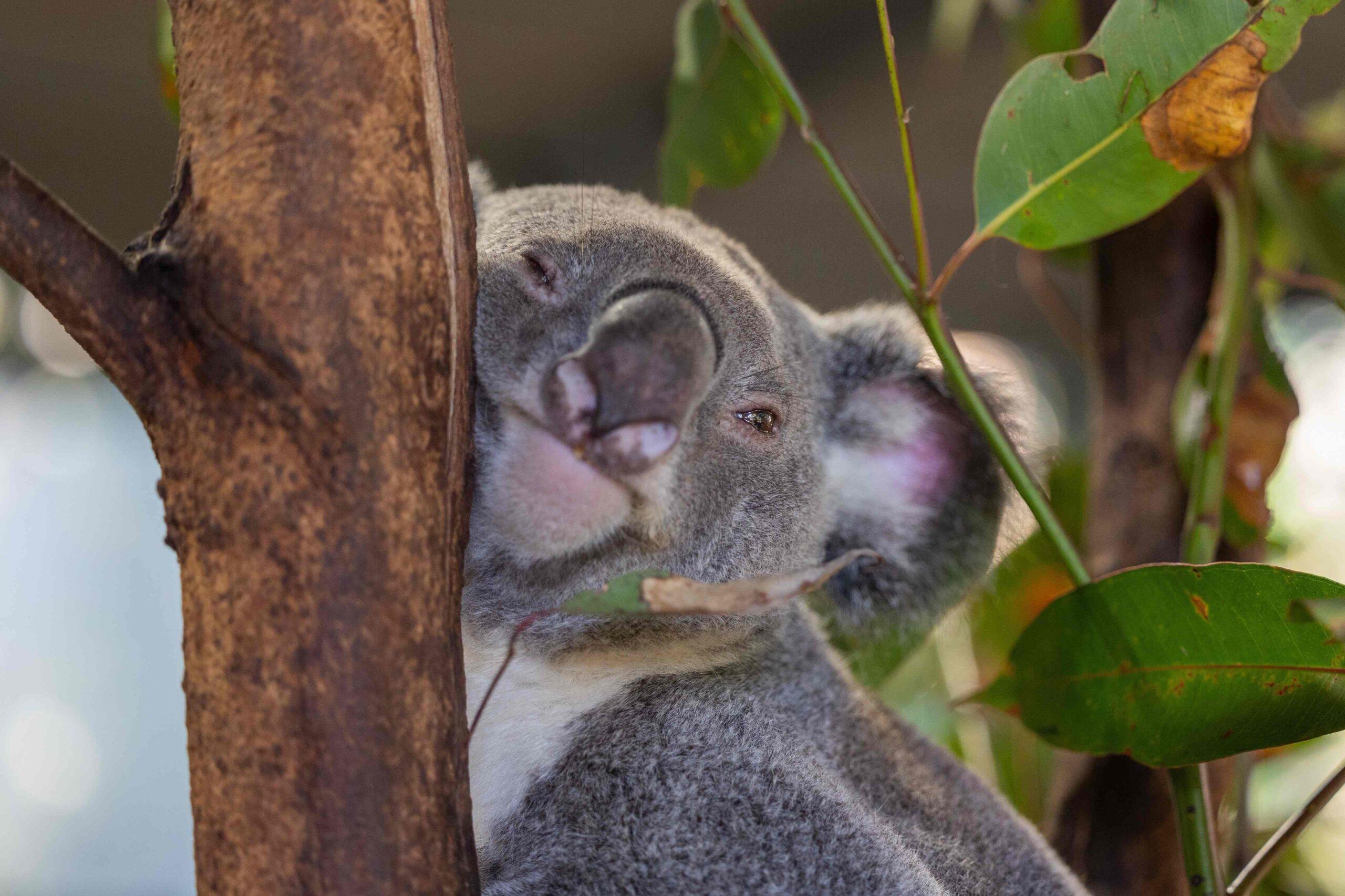 UniSC develops jab to combat chlamydia in koalas which has possible human application