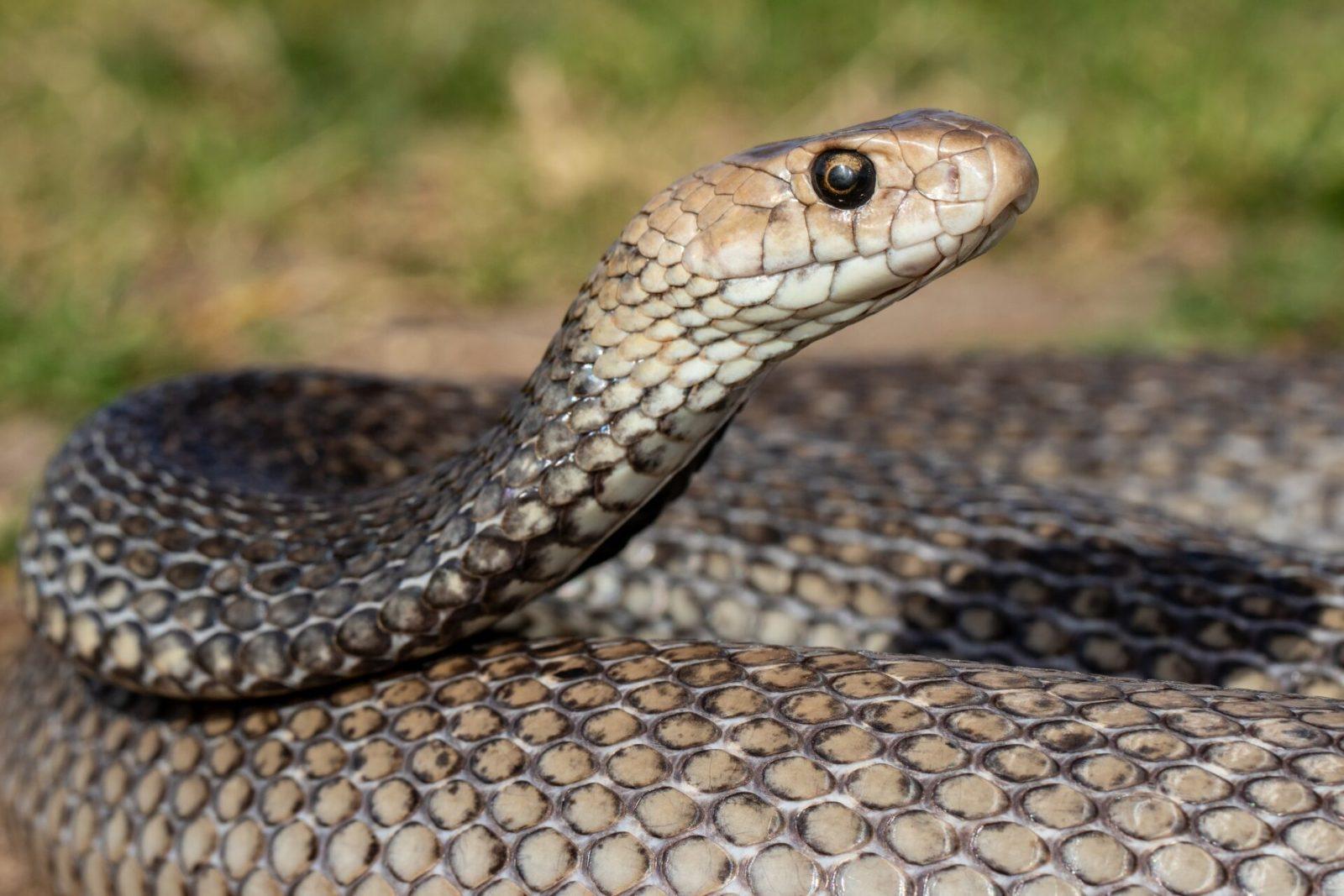 Snake season has arrived on the Sunshine Coast