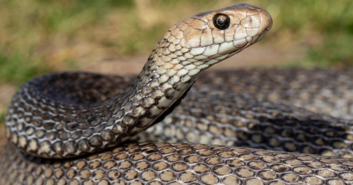 Snake season has arrived on the Sunshine Coast